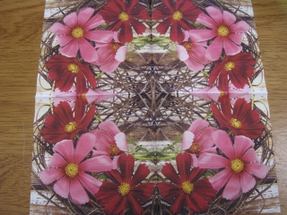 Červené a růžové květy