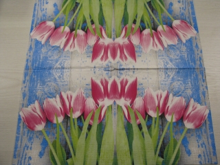 Růžovobílé tulipány