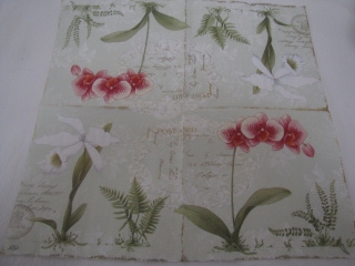 Orchidej na zeleném 