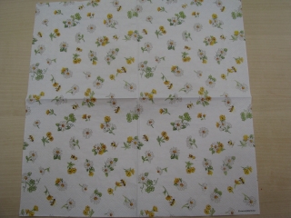 Kopretiny na bílém