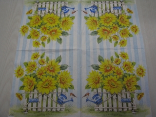 Slunečnice za plotem