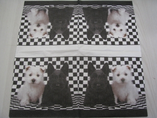 Pejsci