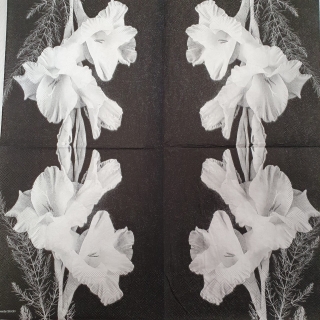 Gladiola
