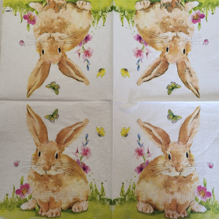 Zajíček - celé balení