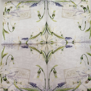 Sněženky - celé balení