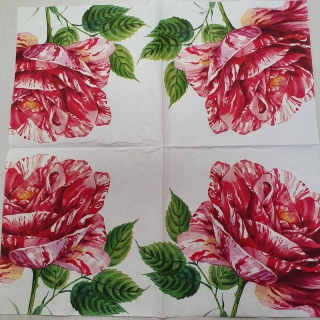 Růže na bílém - balík