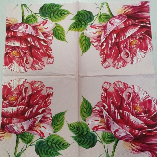 Růže na růžovém - balík