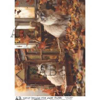 kočka - 2330