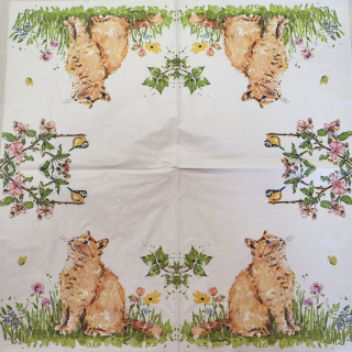 Kočka - celé balení