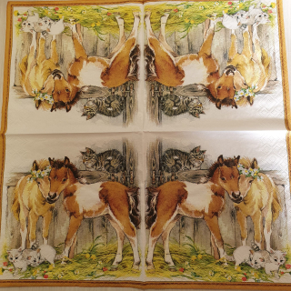 Hříbátka - celé balení