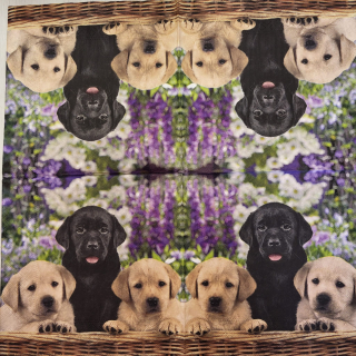 Štěňata - celé balení