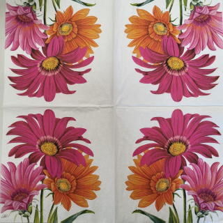 Gerbera