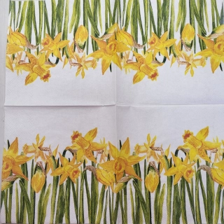 Narcisky