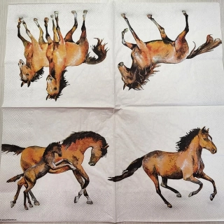 Koně - celé balení