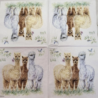 Lama Alpaka - celé balení