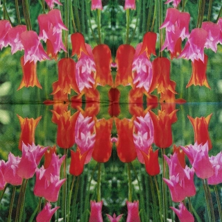 Tulipány