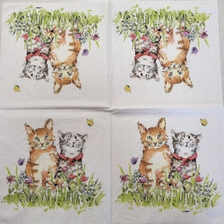 Kočky - celé balení